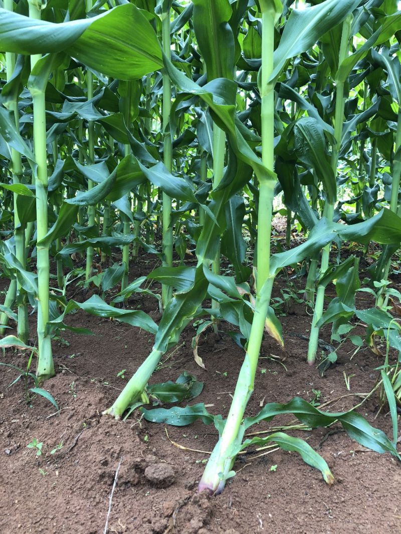 Plantas de milho atacadas pela larva alfinete (Diabrotica speciosa)