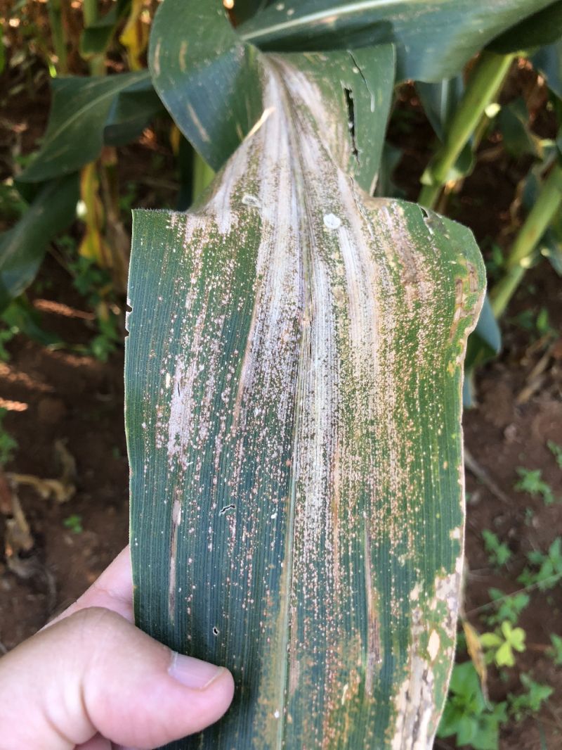 Plantas de milho atacadas por doenças foliares